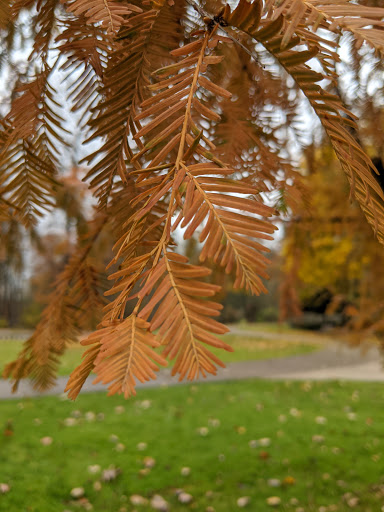 Park «Island Park», reviews and photos, 200 W B St, Springfield, OR 97477, USA