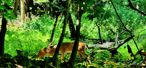 Nature Preserve «Stage Nature Center», reviews and photos, 6685 Coolidge Hwy, Troy, MI 48098, USA