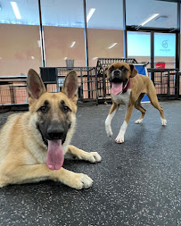 Dogtopia of Rock Hill - Photo 3 - Car repair in St. Louis, MO, St. Louis