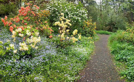 Park «Hendricks Park», reviews and photos, Summit Ave & Skyline Blvd, Eugene, OR 97403, USA