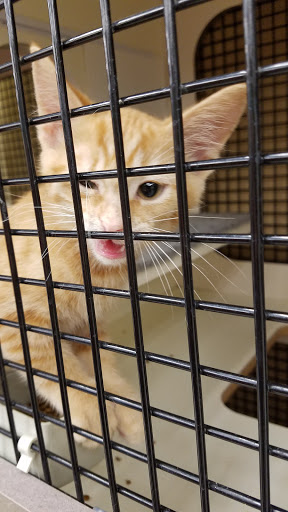 Pet Supply Store «Petco Animal Supplies», reviews and photos, 2705 Federated Blvd, Columbus, OH 43235, USA