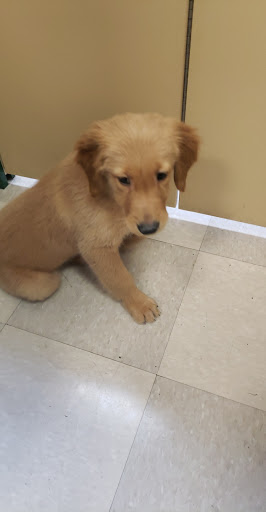 Pet Store «Petland Vineyard - San Antonio», reviews and photos, 1309 North Loop 1604 W #101, San Antonio, TX 78258, USA