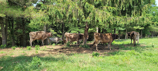 Hindu Temple «ISKCON New Vrindaban», reviews and photos