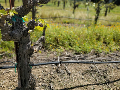 General Store «Dry Creek General Store», reviews and photos, 3495 Dry Creek Rd, Healdsburg, CA 95448, USA