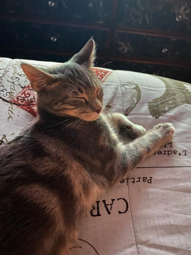 Pet Supply Store «Care-A-Lot Pet Supply Oyster Point», reviews and photos, 301 Oyster Point Rd, Newport News, VA 23602, USA