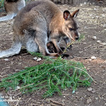 Photo n°7 de l'avis de Mueller.i fait le 22/09/2020 à 14:53 sur le  Gaststätte Pfauengarten à Stödtlen