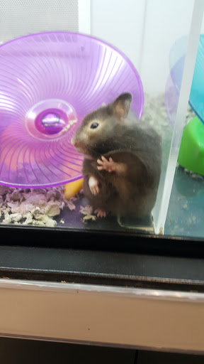 Pet Supply Store «Petco Animal Supplies», reviews and photos, 5215 Lakewood Blvd, Lakewood, CA 90712, USA