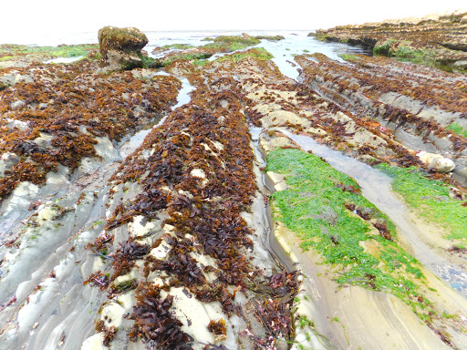 Park «Spyglass Park», reviews and photos, Spyglass Dr, Pismo Beach, CA 93449, USA