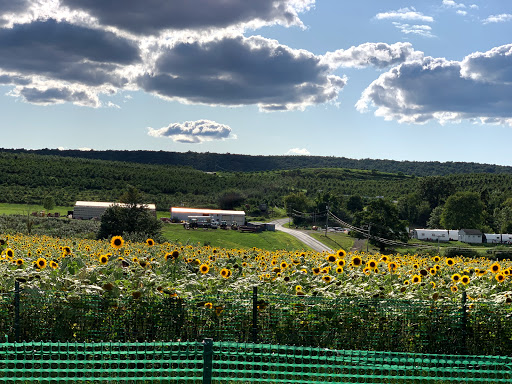 Tourist Attraction «Sunflower Maze», reviews and photos, South St, Middlefield, CT 06455, USA
