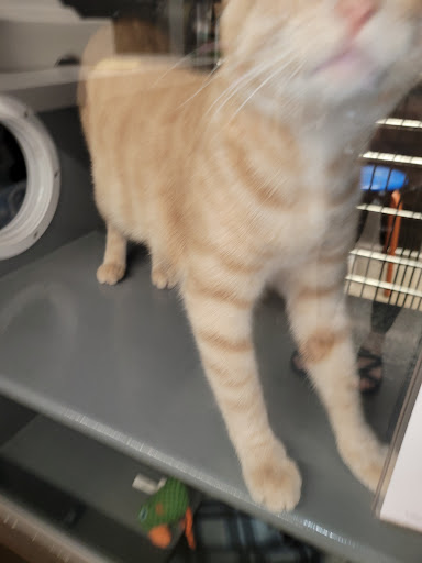 Pet Store «PetSmart», reviews and photos, 10451 Baltimore St NE, Blaine, MN 55449, USA