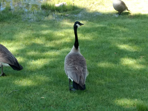 Public Golf Course «The Links at Crystal Lake», reviews and photos, 800 Golf Dr, Pontiac, MI 48341, USA