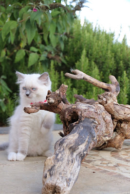 Chatterie des hauts du Bédat (Ragdoll et Selkirk) à Sainte-Christie