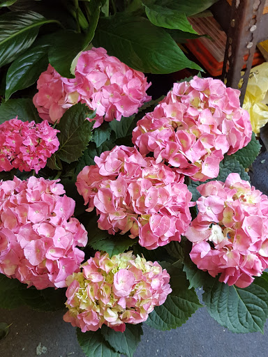 Florist «River Falls Florist», reviews and photos, 901 E Main St, Duncan, SC 29334, USA