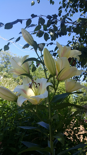 Tourist Attraction «Soos Creek Botanical Garden», reviews and photos, 29308 132nd Ave SE, Auburn, WA 98092, USA