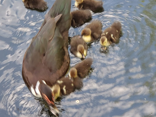 Park «Lake Lily Park», reviews and photos, 900 S Orlando Ave, Maitland, FL 32751, USA