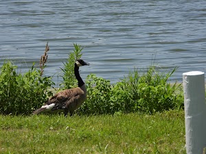 City Park - photo 20