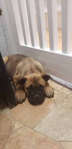 Pet Store «Puppy City», reviews and photos, 3343 Valley Pike, Winchester, VA 22602, USA