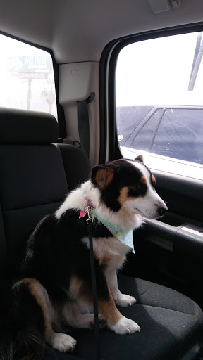 Pet Groomer «Pretty Paws Salon & Spa», reviews and photos, 604 S 77 Sunshine Strip, Harlingen, TX 78550, USA