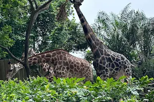 Mandai Zoo image