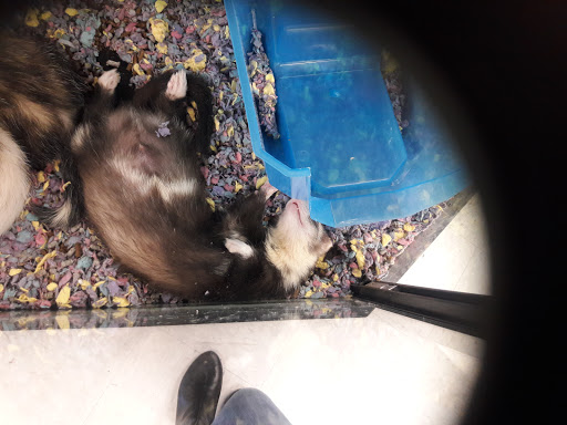 Pet Supply Store «Petco Animal Supplies», reviews and photos, 390 East 525 North, Harrisville, UT 84404, USA