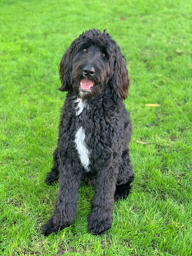 Pet Store «Animal Kingdom», reviews and photos, 5000 S Arizona Mills Cir, Tempe, AZ 85282, USA