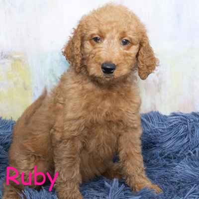 Pet Store «Pet Express», reviews and photos, 100 Independence Way, Danvers, MA 01923, USA