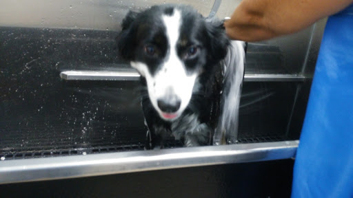 Pet Supply Store «Pet Supplies Plus», reviews and photos, 126 E Main St, Smithtown, NY 11787, USA