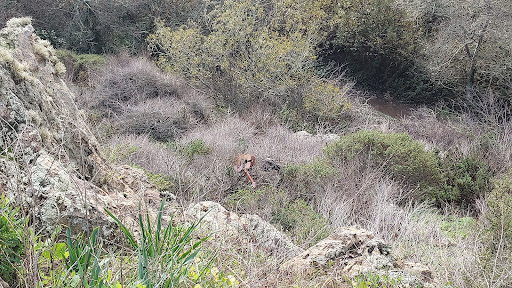 Park «Glen Canyon Park», reviews and photos, Elk St and Chenery St, San Francisco, CA 94127, USA