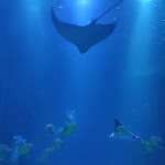 Photo n° 2 de l'avis de Laura. fait le 05/01/2024 à 17:59 pour Nausicaa Centre National De La Mer à Boulogne-sur-Mer