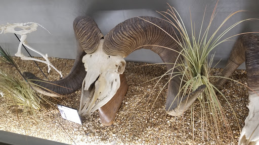 Museum «SKELETONS: Museum Of Osteology», reviews and photos, 8441 International Dr Suite 250, Orlando, FL 32819, USA