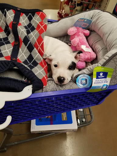 Pet Supply Store «PetSmart», reviews and photos, 160 Wadsworth Blvd, Lakewood, CO 80226, USA