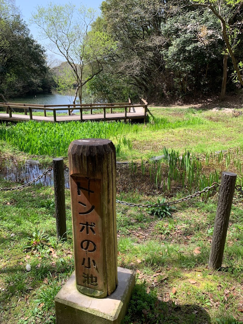 トンボの小池