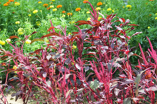 Farm «Langwater Farm», reviews and photos, 209 Washington St, North Easton, MA 02356, USA