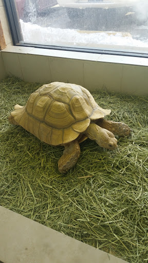 Pet Supply Store «The Animal Store», reviews and photos, 4364 Touhy Ave, Lincolnwood, IL 60712, USA