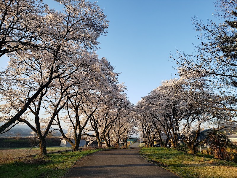 松木土場の桜並木