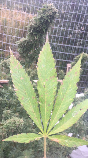 Tobacco Shop «Smokey Bones Tobacco Shop», reviews and photos, 810 E Winona Ave, Warsaw, IN 46580, USA