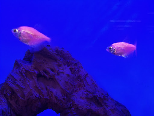 Pet Supply Store «Petco Animal Supplies», reviews and photos, 15475 Annapolis Rd #100, Bowie, MD 20715, USA