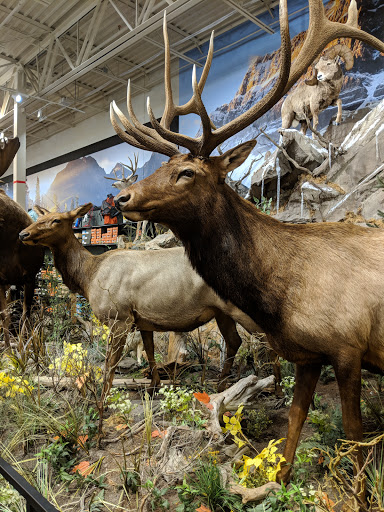 Outdoor Sports Store «Field & Stream», reviews and photos, 1501 Sentinel Dr Ste B, Chesapeake, VA 23320, USA