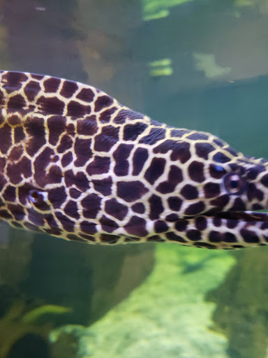 Aquarium «SeaQuest Interactive Aquarium Las Vegas», reviews and photos, 3528 S Maryland Pkwy #340, Las Vegas, NV 89169, USA