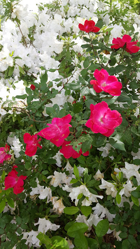 Golf Club «Towne Lake Hills Golf Club», reviews and photos, 1003 Towne Lake Hills E, Woodstock, GA 30189, USA