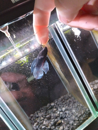 Pet Store «Fish & More Pet Store», reviews and photos, 310 E Main St #8, Sylva, NC 28779, USA