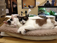 Arroyo Vista Veterinary Hospital - Photo 2 - Car repair in Moorpark, CA, Simi Valley