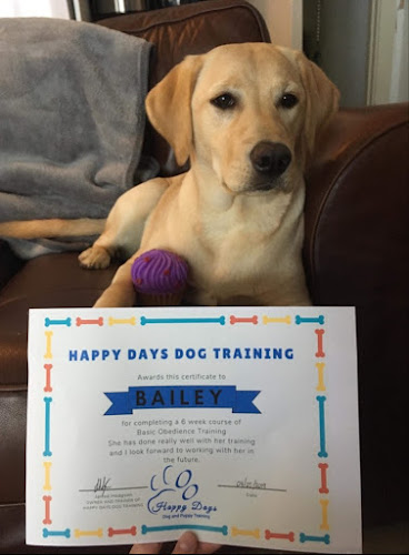 Comments and reviews of Daisy's Puppy Training