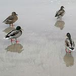 Photo n°5 de l'avis de Gudrun.p fait le 14/10/2022 à 09:39 sur le  Arkona Strandresidenzen à Binz