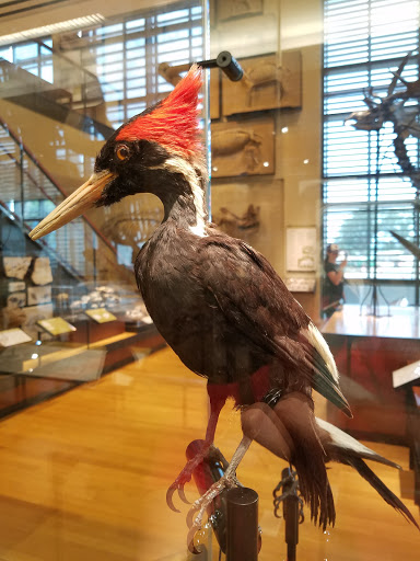 Museum «Beneski Museum of Natural History», reviews and photos, 11 Barrett Hill Rd, Amherst, MA 01002, USA