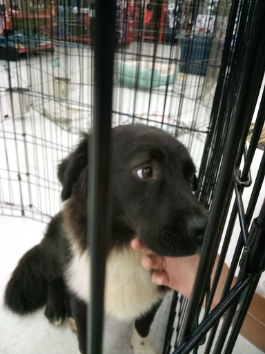 Pet Supply Store «Petco Animal Supplies», reviews and photos, 1243 N Peachtree Pkwy, Peachtree City, GA 30269, USA