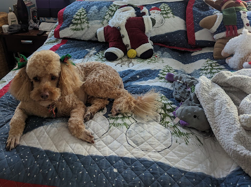 Candi's Scissors & Suds Dog Grooming and Boarding