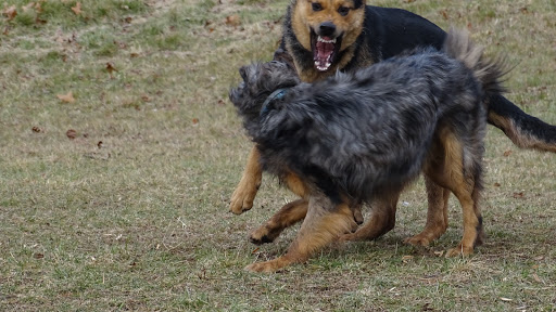 Dog Trainer «Awesome Dawgs Dog Training LLC», reviews and photos, 3052 Pricetown Rd, Temple, PA 19560, USA