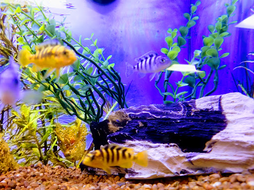 Pet Store «PetSmart», reviews and photos, 213 Greenville Hwy, Hendersonville, NC 28792, USA