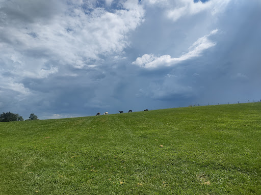 Farm «White Oak Lavender Farm & The Purple WOLF Vineyard», reviews and photos, 2644 Cross Keys Rd, Harrisonburg, VA 22801, USA